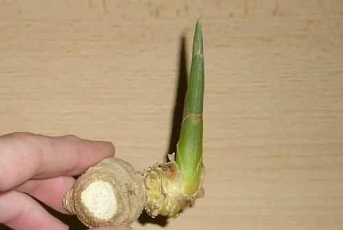 生姜發(fā)綠發(fā)芽還能吃嗎,發(fā)芽生姜吃了會(huì )怎么樣