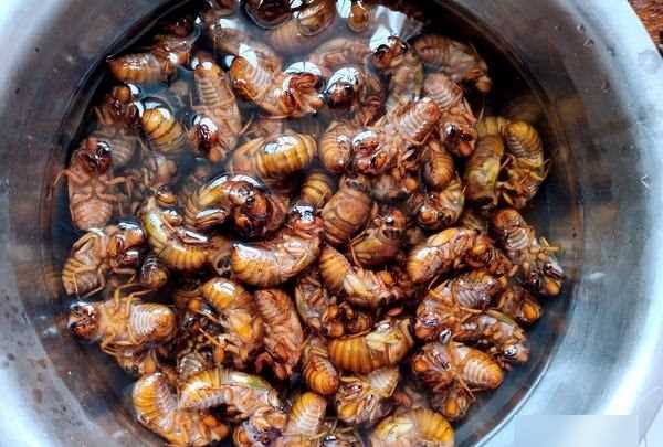 知了猴怎么炸才好吃,知了猴怎么做才好吃圖13