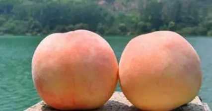 白鳳桃是水蜜桃,白鳳水蜜桃和陽(yáng)山水蜜桃區別圖3