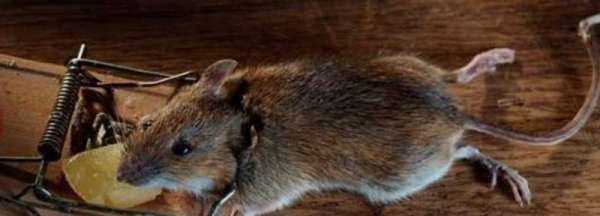 老鼠的尾巴長(cháng)還是短,老鼠的尾巴是長(cháng)還是短,馬的尾巴圖1