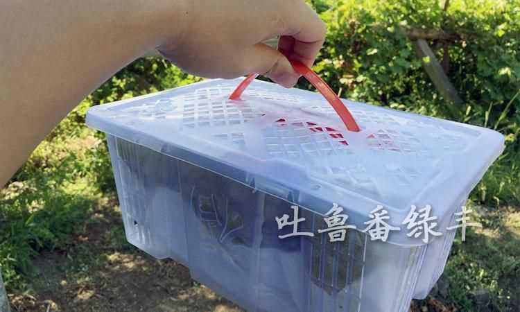 葡萄可以快遞嗎 會(huì )不會(huì )壞