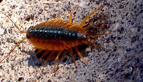 海蟑螂咬人,海蟑螂會(huì )不會(huì )主動(dòng)咬人圖1