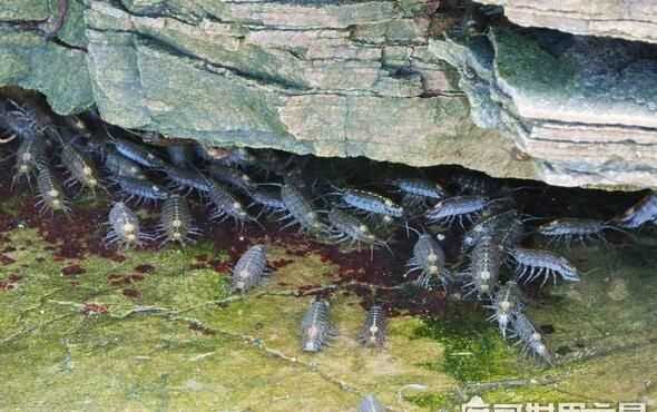 蟑螂為什么會(huì )咬人怎么辦