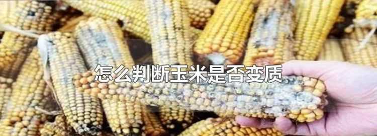 怎么判斷玉米是否變質(zhì)能否吃