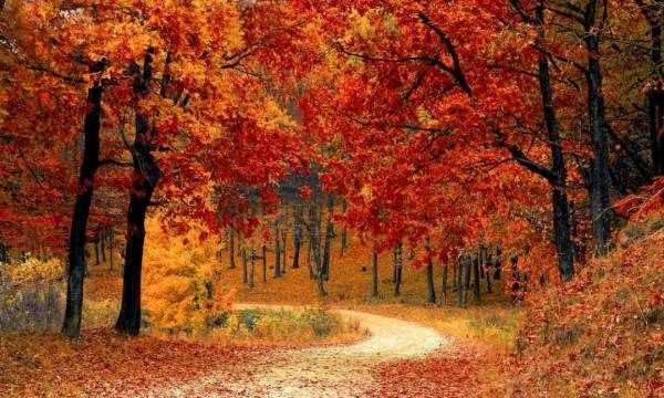 幾月份算秋天,秋天是幾月到幾月 幾月是秋天呢圖4