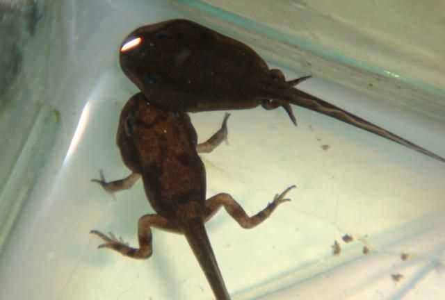 蝌蚪的什么動(dòng)物壽命不長(cháng)