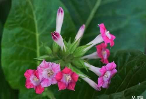 “下午三點(diǎn)，萬(wàn)壽菊欣然怒放;傍晚六點(diǎn)，煙草花在暮色中蘇醒……”仿寫(xiě)句子怎么寫(xiě)