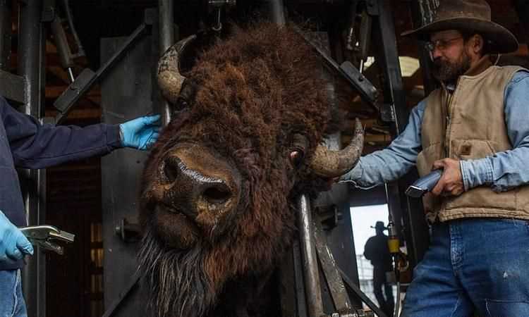 美國的國寶是什么（動(dòng)物）