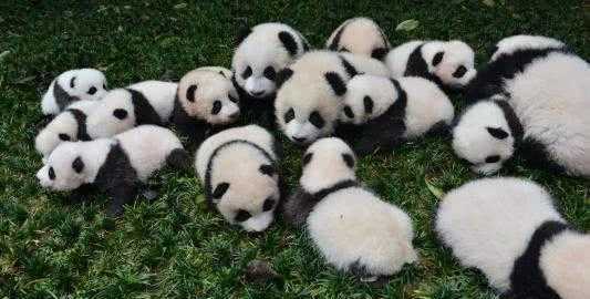 美國的國寶是什么