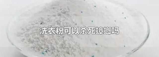 屋里全撒洗衣粉能除蟑螂嗎