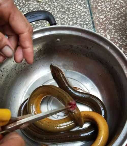 黃鱔肉怎么保存