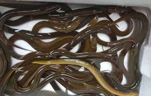 野生黃鱔活的怎么存放