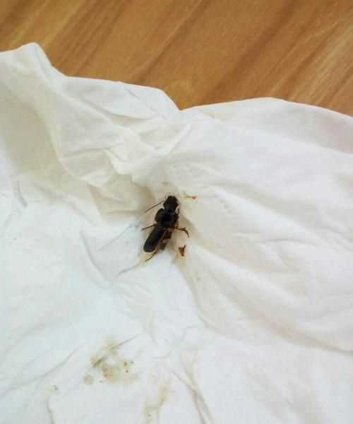 為什么有的蟑螂會(huì )飛有的不會(huì )飛