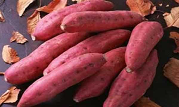 紅薯發(fā)芽還能吃吃了會(huì )怎樣呢,紅薯有點(diǎn)發(fā)芽了還能吃不圖2