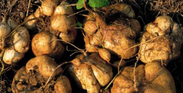 紅薯發(fā)芽還能吃吃了會(huì )怎樣呢,紅薯有點(diǎn)發(fā)芽了還能吃不圖3