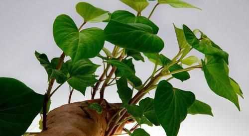 紅薯發(fā)芽了還可以吃嗎有毒嗎