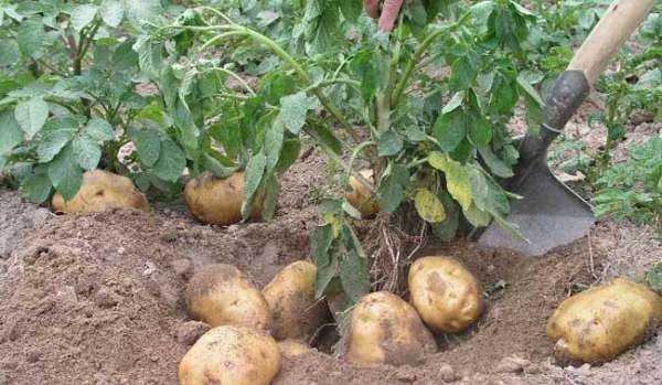 土豆的檢驗方法是什么,土豆中主要含有什么檢驗方法是什么圖4