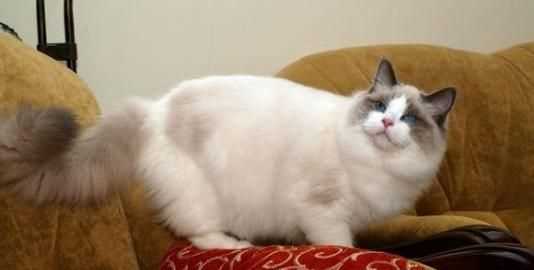 半米有多長(cháng)，誰(shuí)知道煮出3碗米飯需要多少大米?多少水？圖3