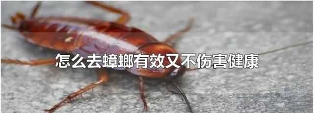宿舍有蟑螂卵怎么徹底清除