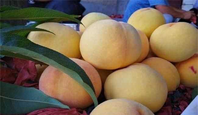 黃桃放一晚上會(huì )壞嗎