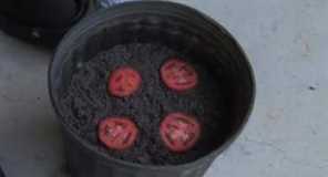 爛西紅柿的妙用,西紅柿秧怎樣做成肥料圖3