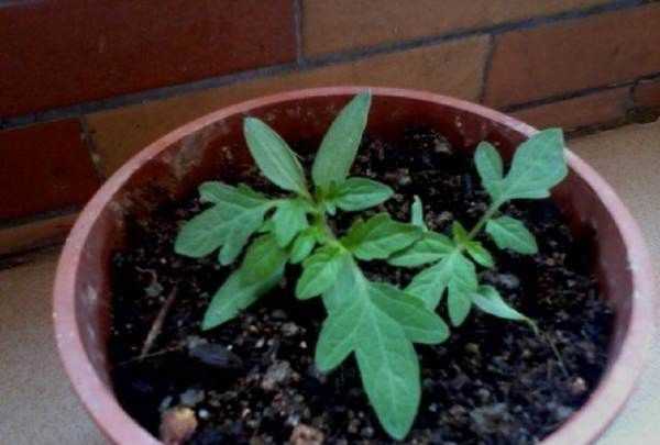 爛西紅柿的妙用,西紅柿秧怎樣做成肥料圖5