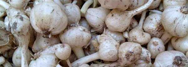 新蒜如何變成老蒜,新蒜頭怎么曬成老蒜圖7