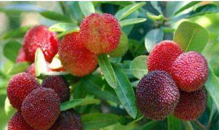 楊梅可以放冰箱,楊梅可以放冰箱嗎圖2