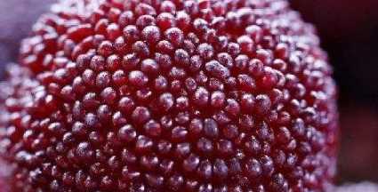 楊梅可以放冰箱,楊梅可以放冰箱嗎圖4