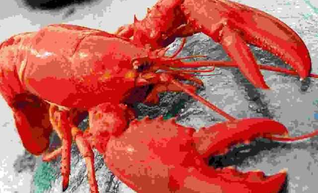 龍蝦過(guò)夜能不能吃，蒜蓉小龍蝦隔夜還能吃嗎？圖7