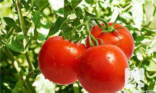 西紅柿凍冰箱里還能吃,西紅柿在冰箱凍了以后還能不能吃了圖3