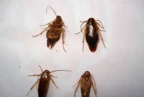 怎樣才能消滅家里的蟑螂