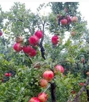 石榴籽有黑點(diǎn)能吃嗎，紅籽石榴怎么判斷好壞？圖3