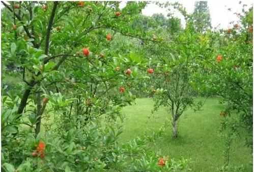 石榴籽有黑點(diǎn)能吃嗎，紅籽石榴怎么判斷好壞？圖4