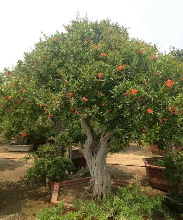 石榴籽有黑點(diǎn)能吃嗎，紅籽石榴怎么判斷好壞？圖5