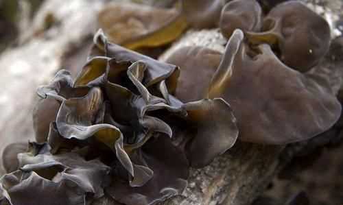 吃了過(guò)期的干木耳怎么辦，干木耳保質(zhì)期多久？圖5