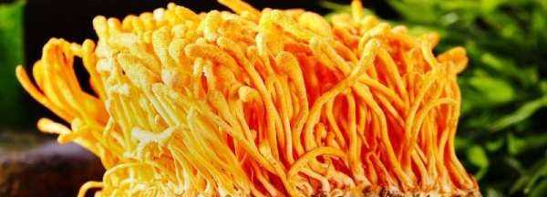 新鮮蟲(chóng)草花怎么曬干保存,新鮮蟲(chóng)草花可以曬干保存嗎圖1