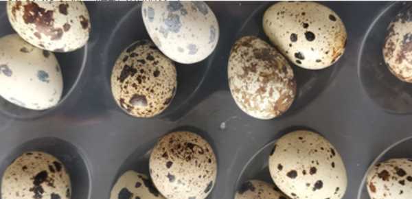 一個(gè)鵪鶉蛋頂幾個(gè)雞蛋,吃幾個(gè)鵪鶉蛋相當于一個(gè)雞蛋圖2