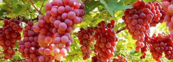 洗過(guò)水的葡萄如何保存,洗干凈的葡萄如果一次吃不完怎么辦圖3