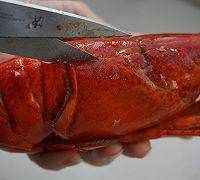 波龍怎么做好吃又簡(jiǎn)單,波龍怎么吃圖2