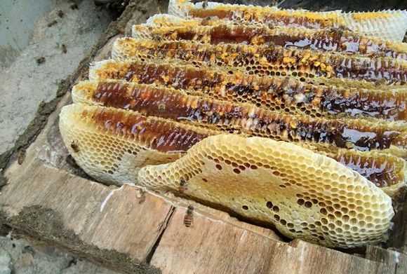 土蜂蜜帶苦味怎么回事,蜂蜜有點(diǎn)苦是怎么回事?圖3