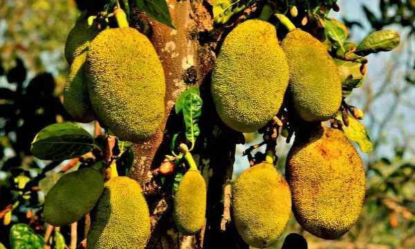 菠蘿蜜的膠怎么洗,菠蘿蜜的膠粘在手上怎么去除圖14