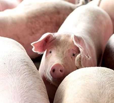 豬肉發(fā)白能吃嗎，豬肉洗后瘦肉為什么發(fā)白，能吃嗎？'？圖5