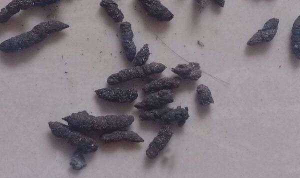蟑螂屎和老鼠屎區分,蟑螂大便和老鼠大便區別圖1