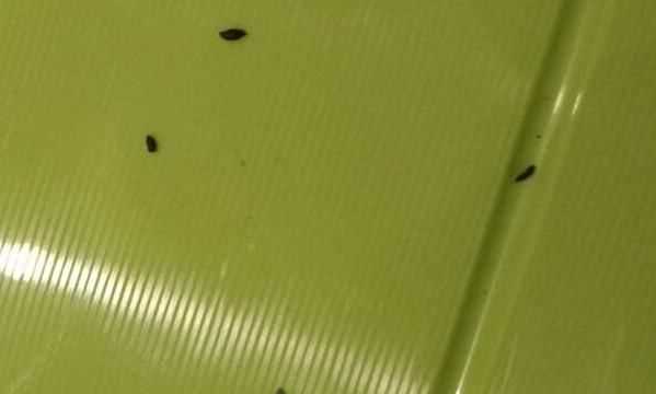 蟑螂屎和老鼠屎區分,蟑螂大便和老鼠大便區別圖2