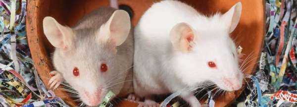 蟑螂屎和老鼠屎區分,蟑螂大便和老鼠大便區別圖3