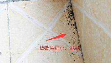 蟑螂屎和老鼠屎區分,蟑螂大便和老鼠大便區別圖5