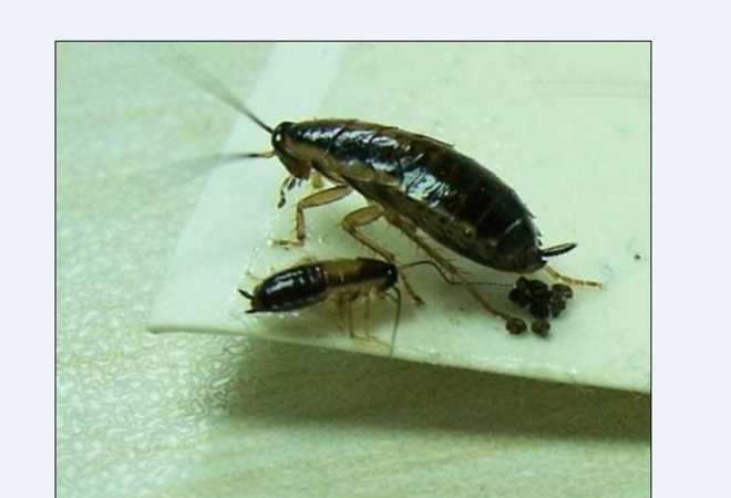 老鼠屎和蟑螂屎有什么區別