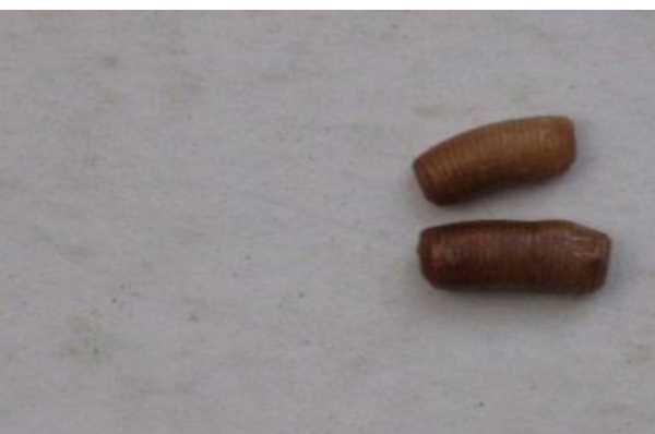 酒精可以殺死蟑螂卵,75°酒精可以殺死蟑螂卵嗎圖3