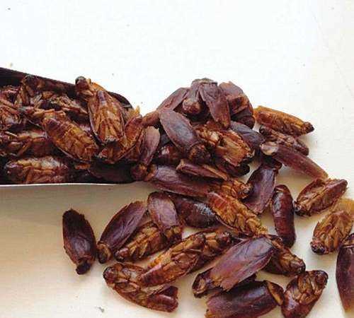 為什么蟑螂是害蟲(chóng) 又是中藥材呢圖片